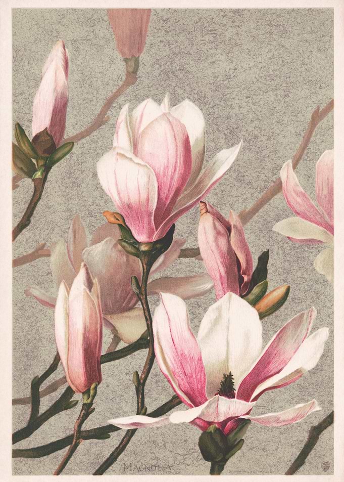 Magnolia Blossom Pastel Art
