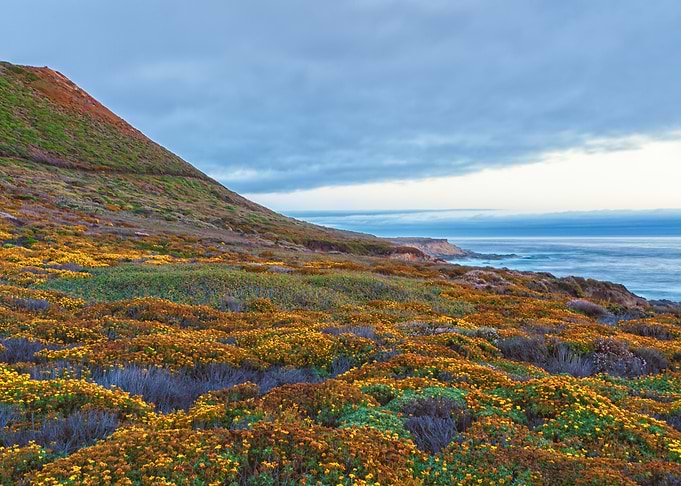 Coastal hillside covered in wildflowers
