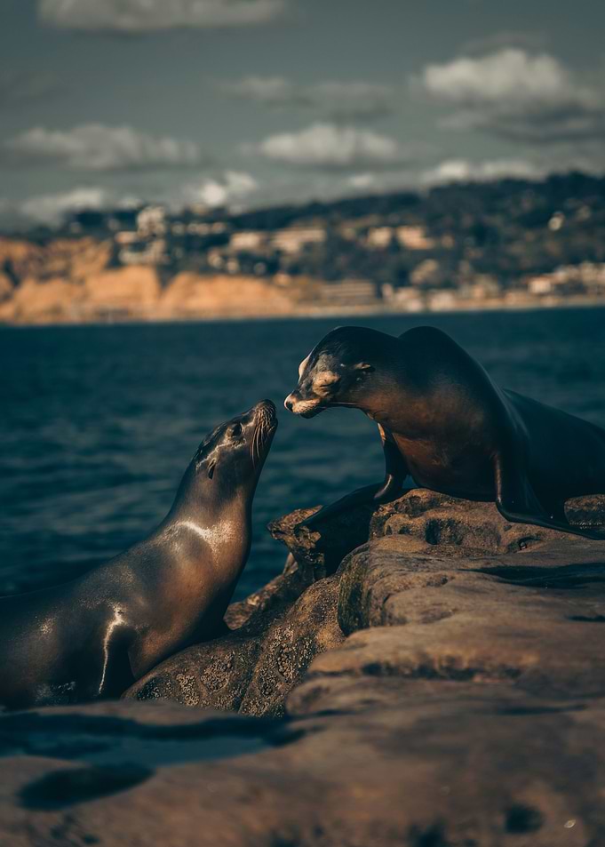 Two Seals on Rocks by the Sea