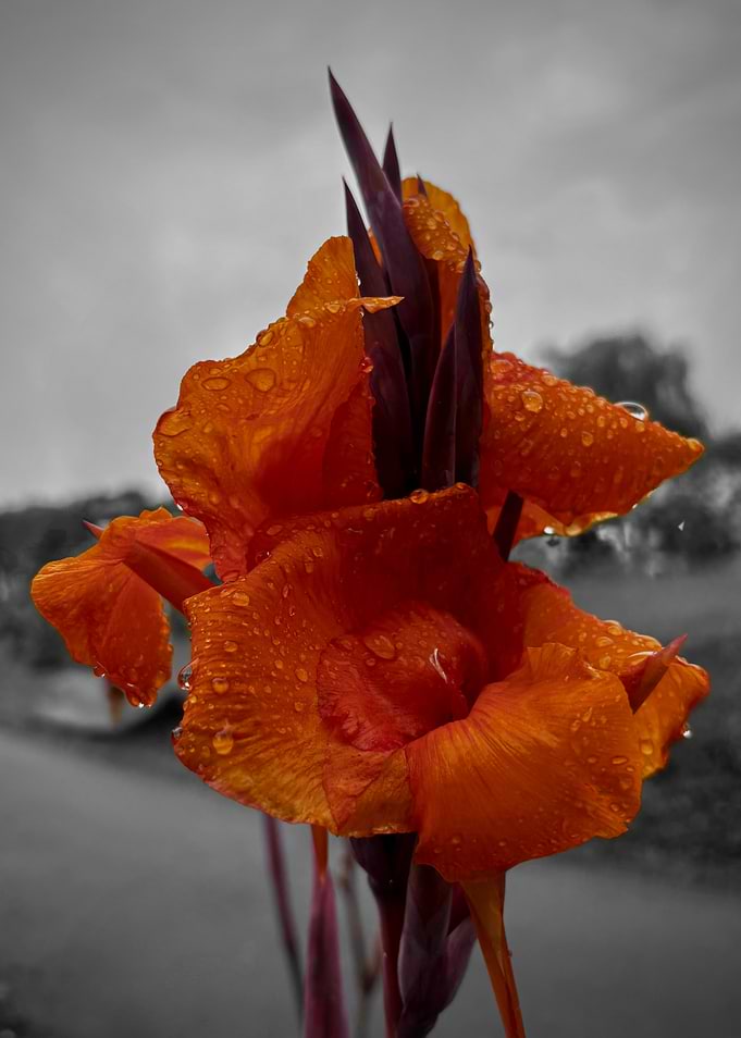 Focused Orange Lily with Water Droplets
