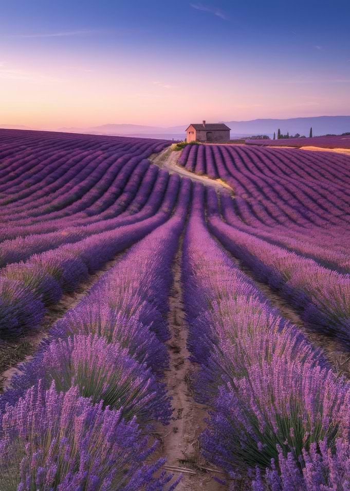 Lavender Field at Sunset with House