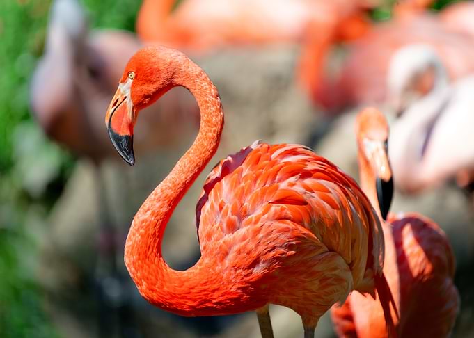 colorful Flamingo Portrait in Natural Setting