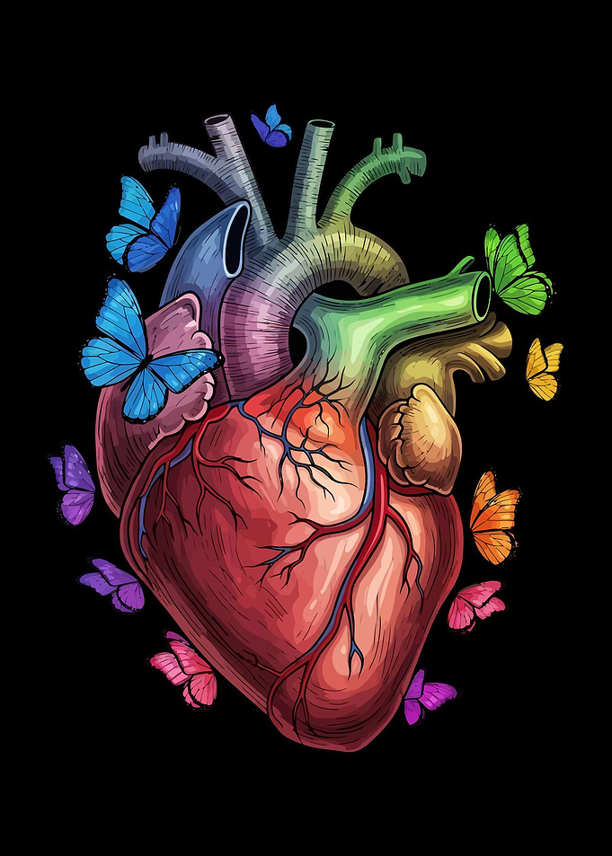 Anatomical Heart with Butterflies Illustration