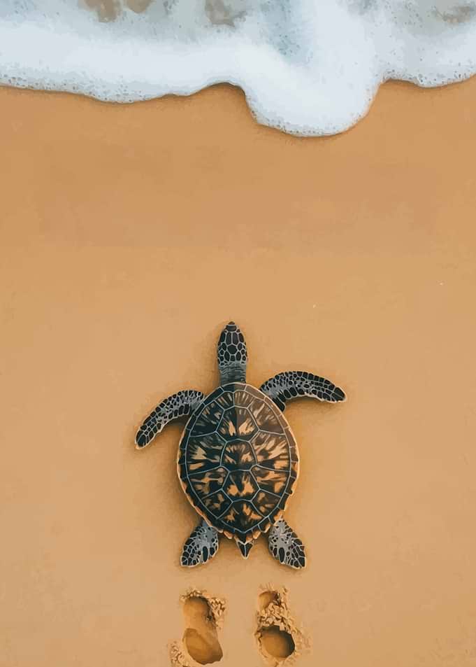 Sea Turtle on Beach
