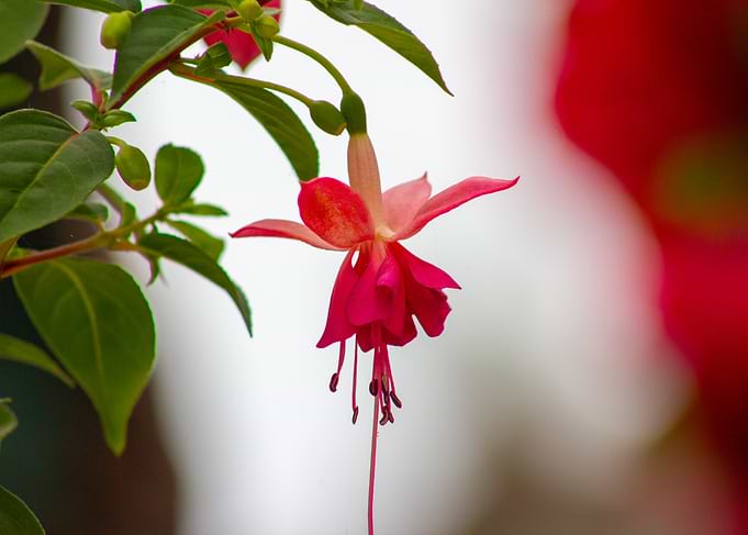 Hanging Fuchsia Flower Close-Up
