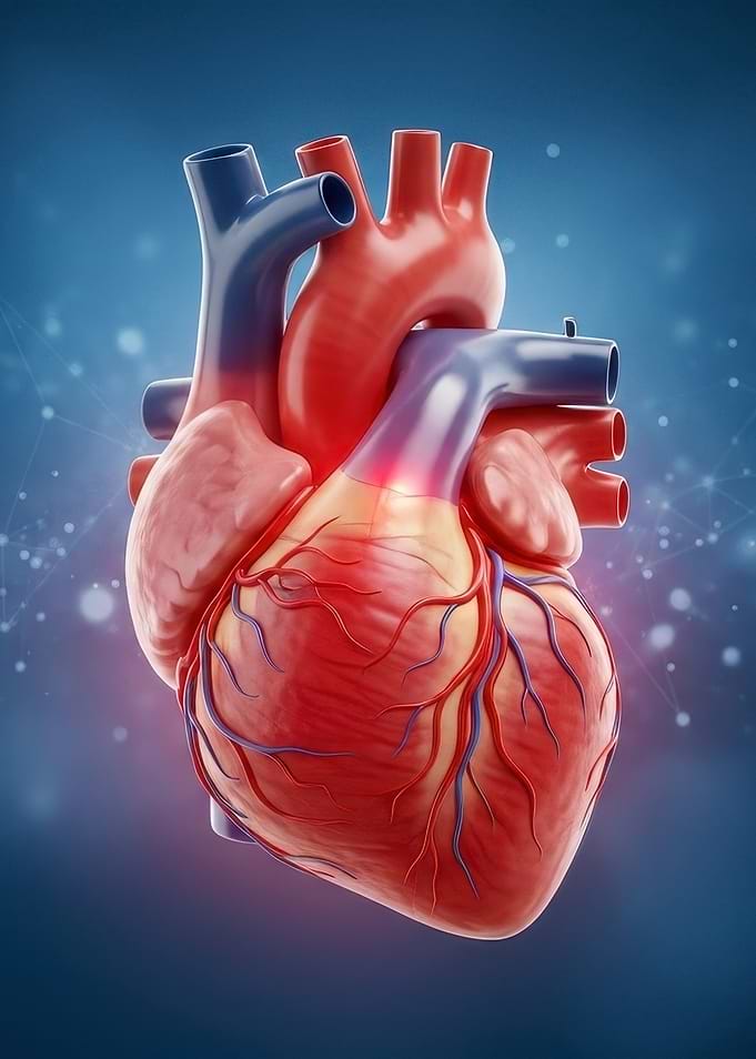 Anatomical Heart