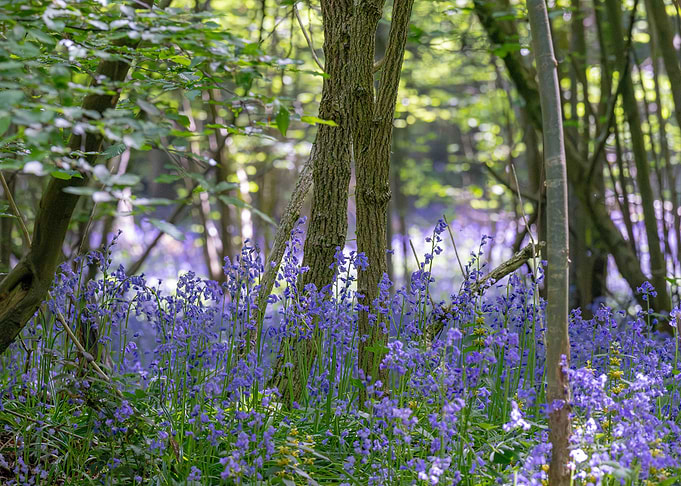 Hyacinthoides non-scripta