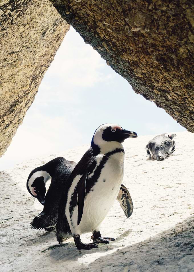 African penguins on a Rock