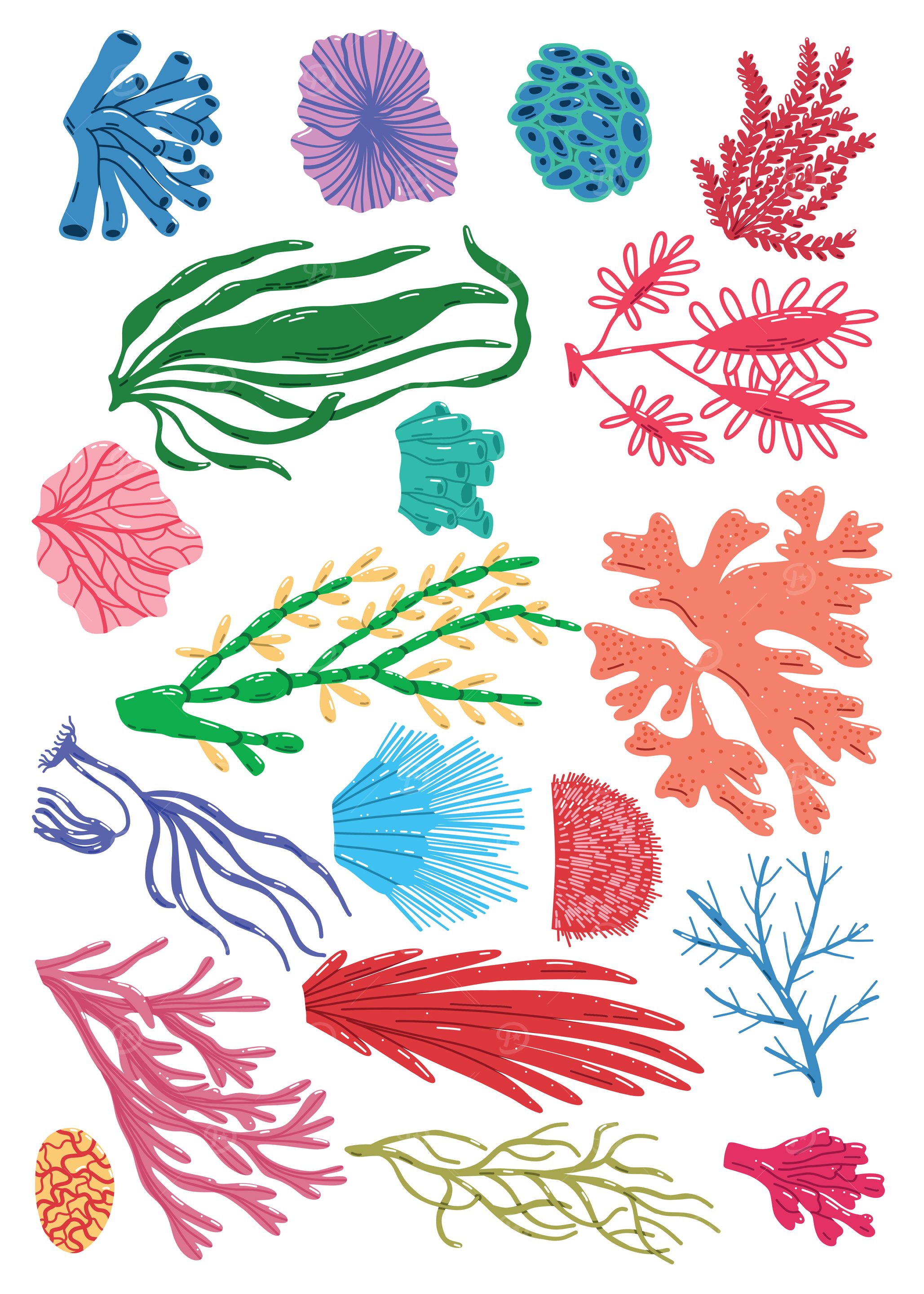 Colorful Seaweed and Coral Illustration