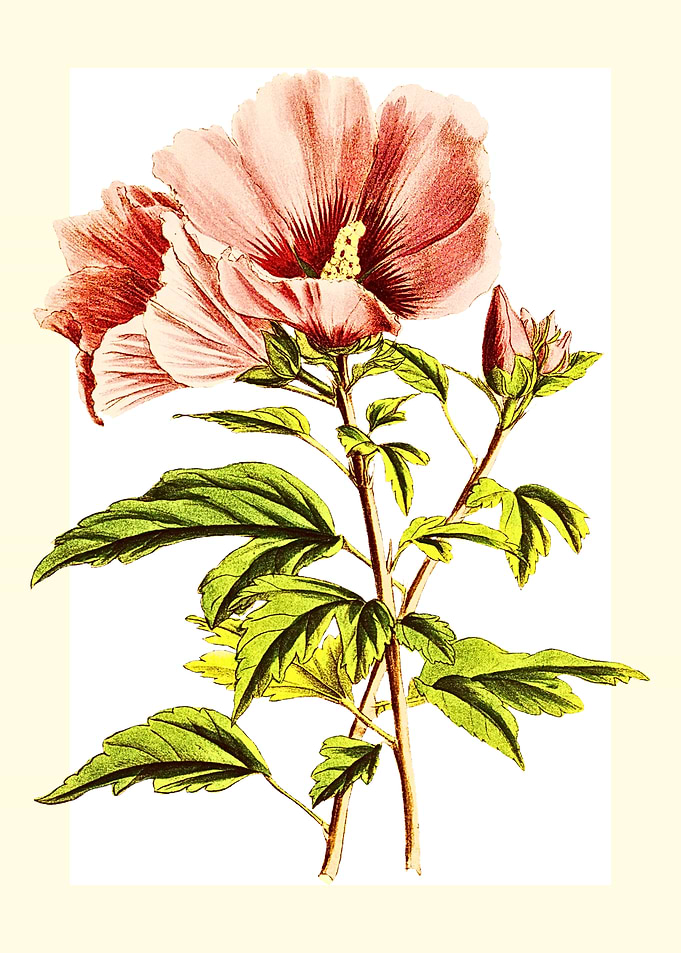 Vintage Hibiscus Flower Botanical Illustration