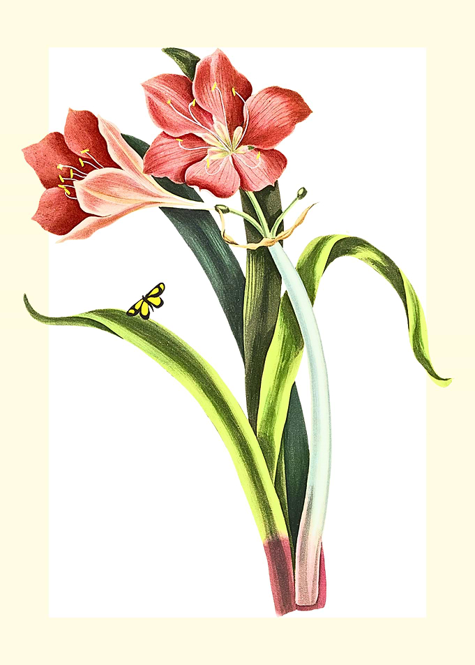 Vintage Floral Illustration with Butterfly