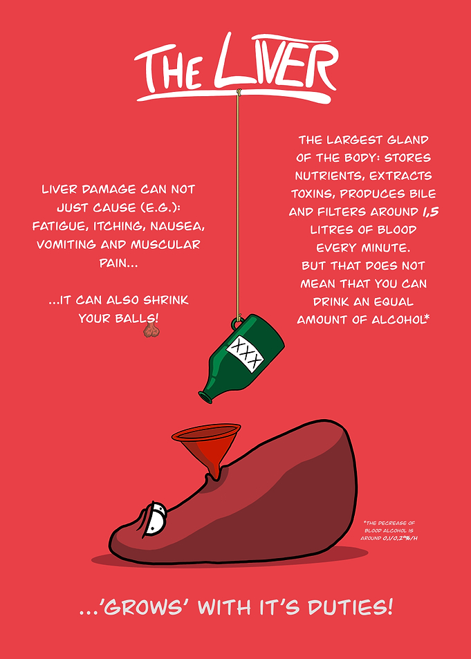 The Liver: Cartoon Anatomy