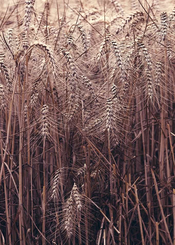 Hordeum vulgare