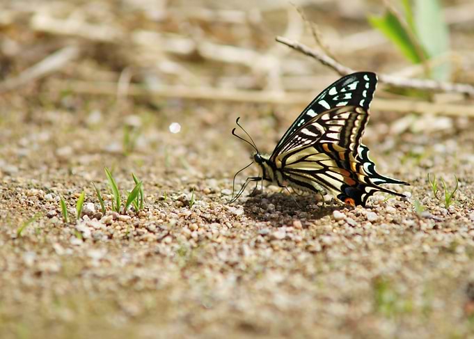 Elegant Asian Swallowtail Butterfly - Detailed Macro Wildlife Photography