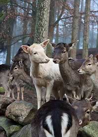 Deer Herd in Forest