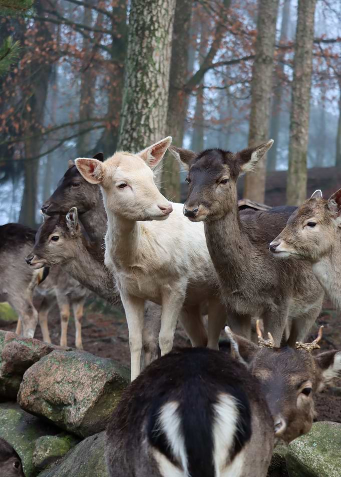 Deer Herd in Forest