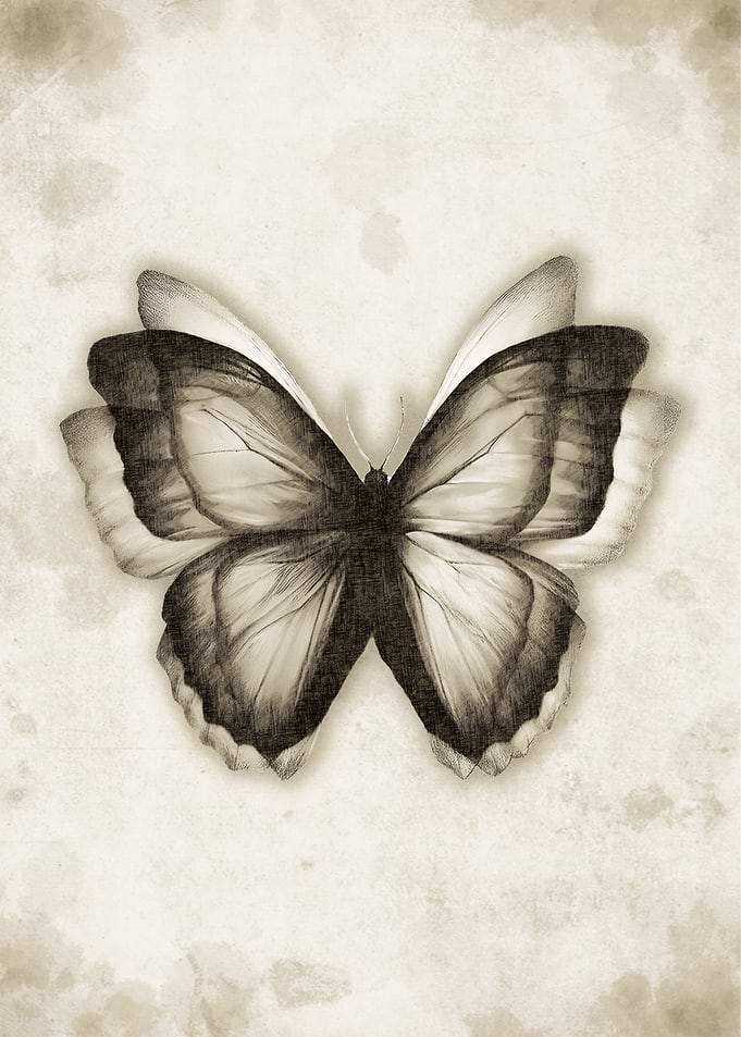 Monochrome Butterfly Illustration