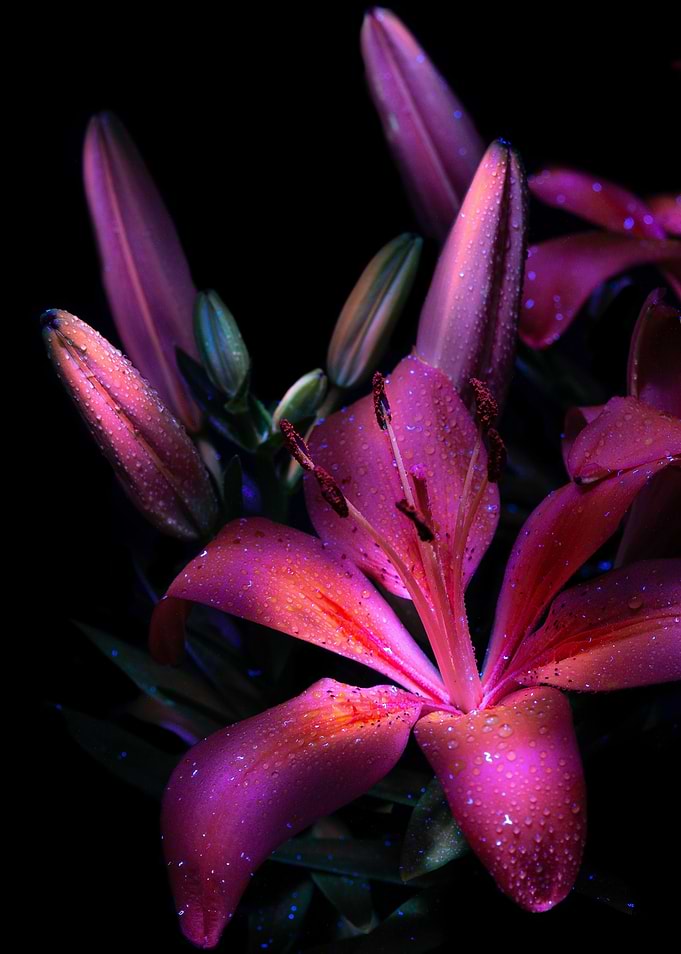 Pink Lily with Water Droplets