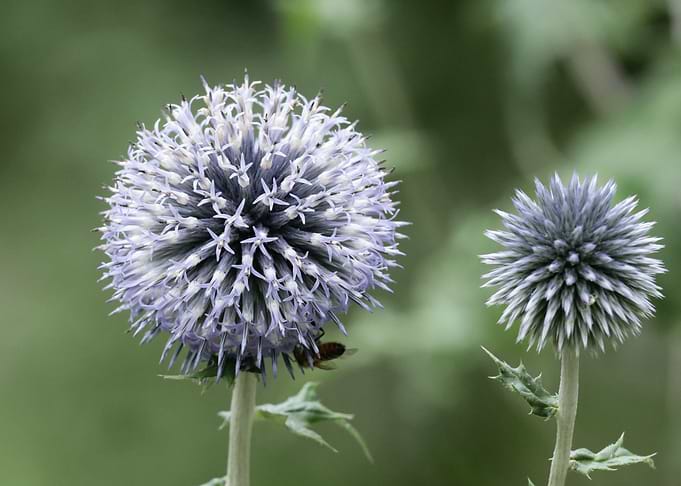 Two Globe Thistle Flowers with Bee