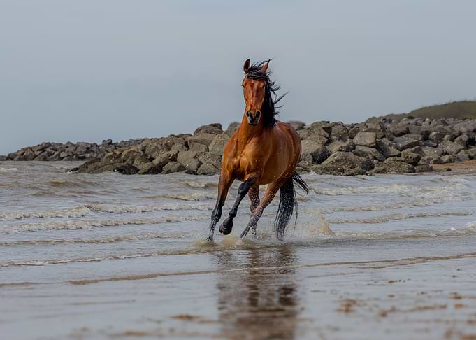 The horse, the sand and the sea