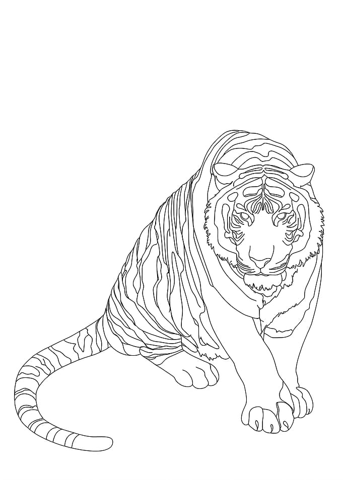 Tiger Minimalist Line Art