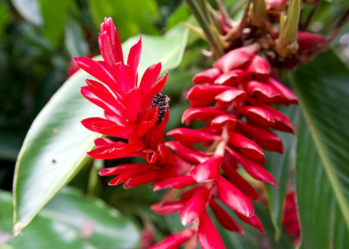 Red Ginger Flower Close-Up