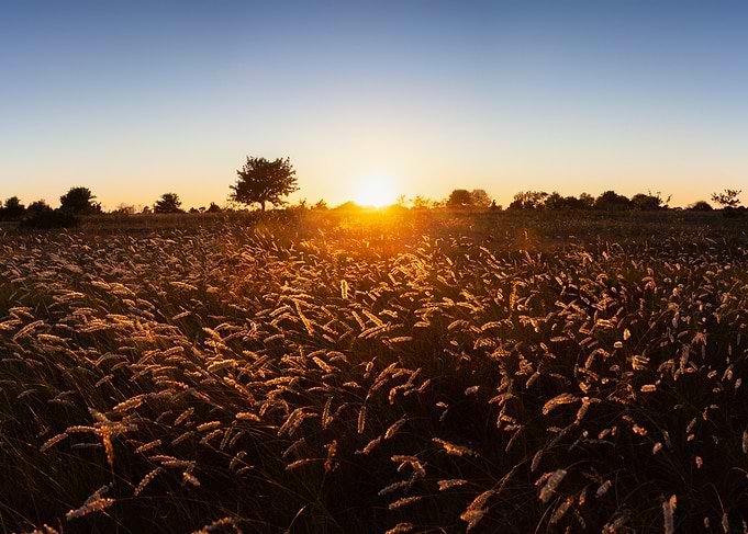 Golden Field at Sunset