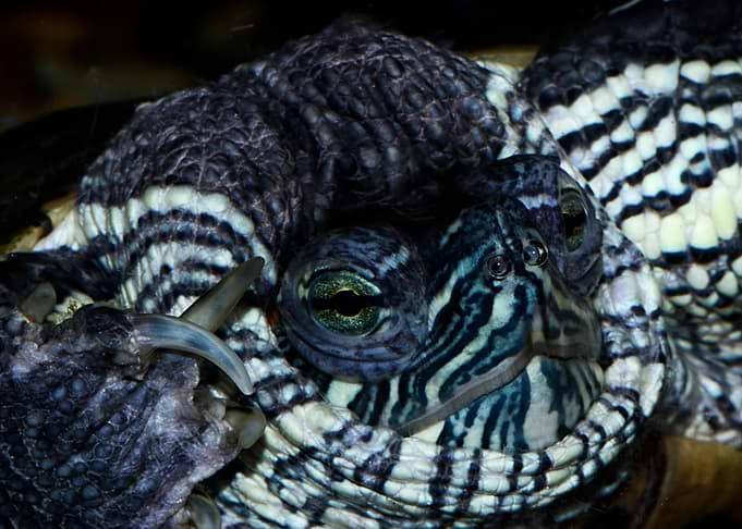 Close-up of a Turtle's Face