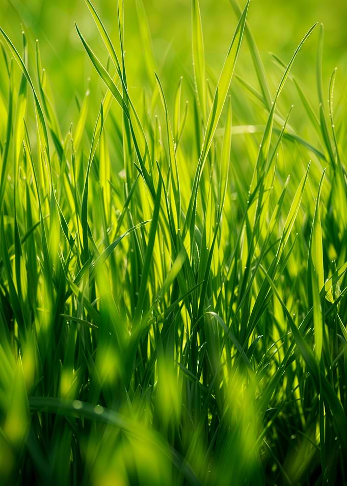Lush Green Grass Close-Up