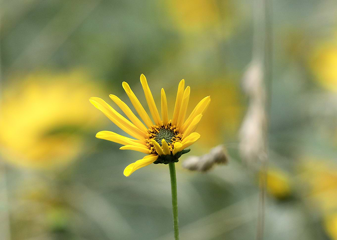 Yellow Flower Close-Up