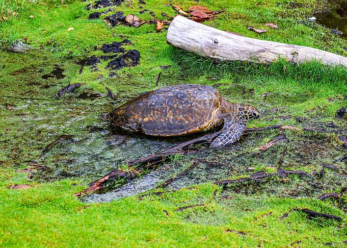 Sea Turtle in a Grassy Wetland