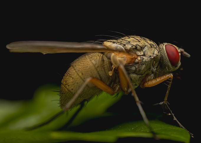 Detailed Fly Close-Up on Green Leaf