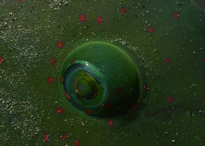 Close-up of a Fish Eye