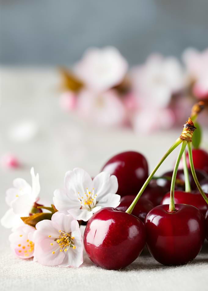 Cherries and Cherry Blossoms Still Life