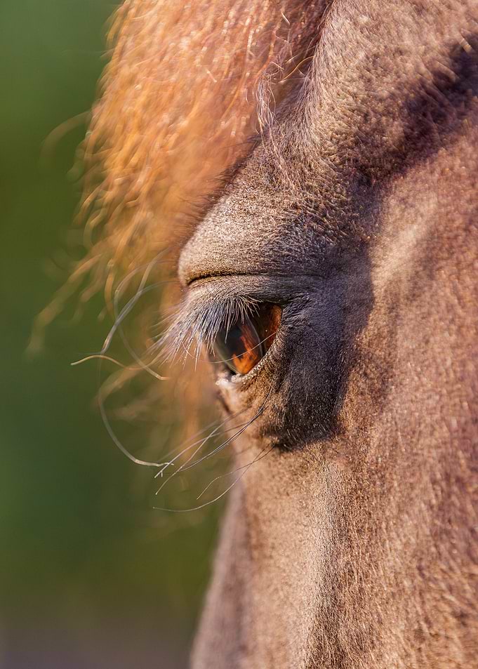 Window to the soul