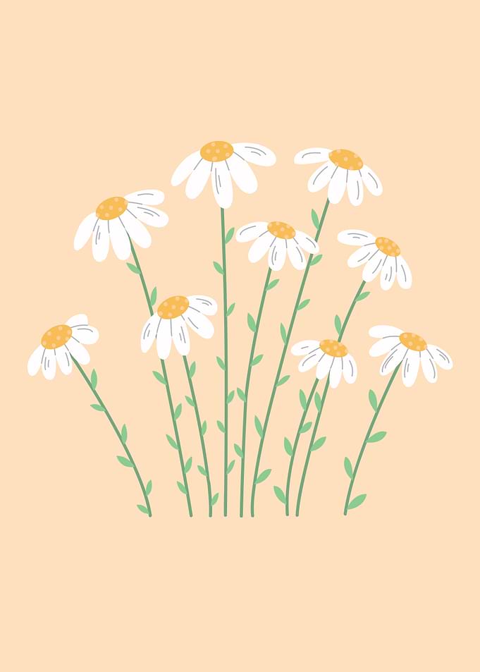 Daisies on Peach Background