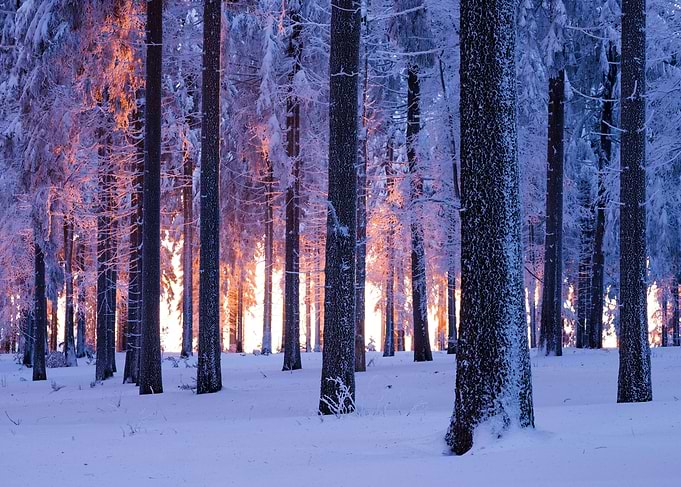 Snowy Forest at Sunset