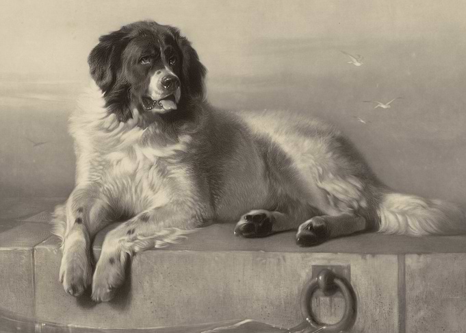 Monochrome Dog Portrait by the Sea
