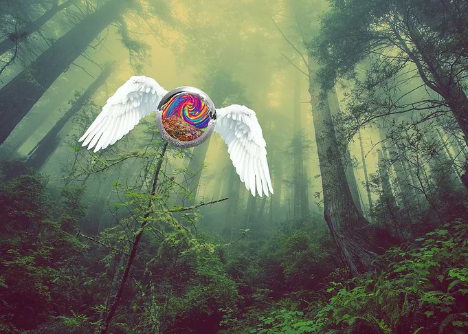 Winged Orb in Misty Forest