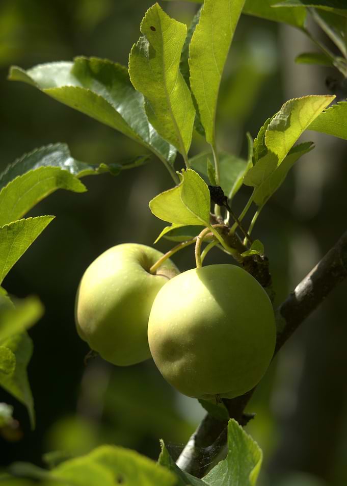 Green Apples on a Branch