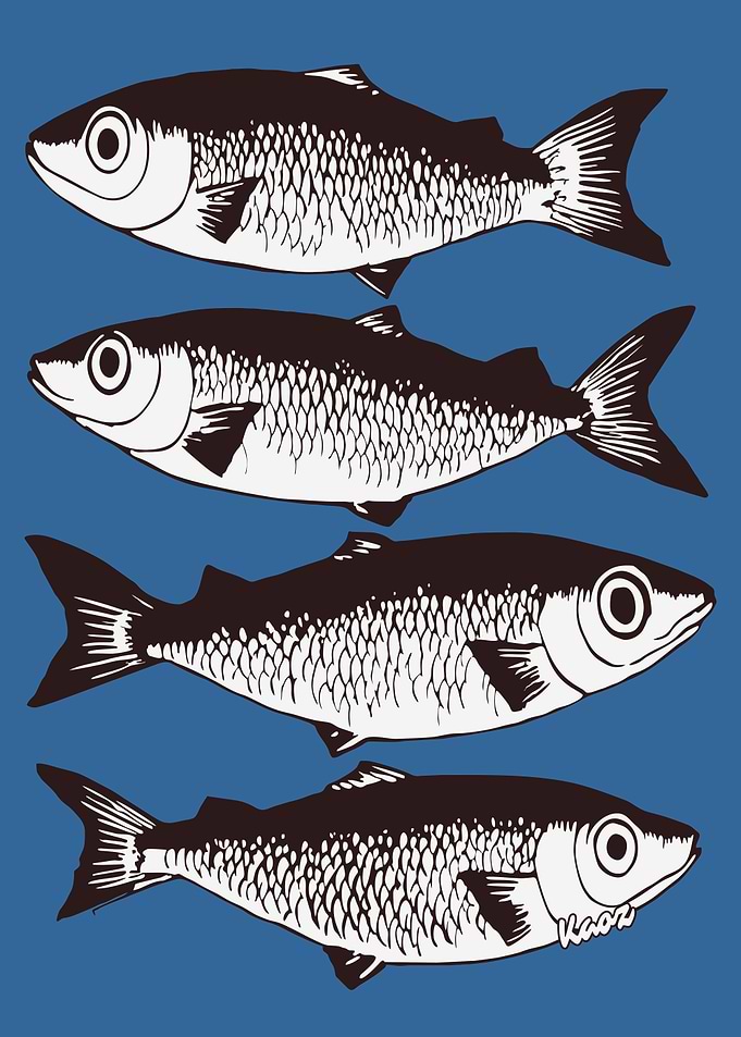 Four Fish Illustration on Blue Background