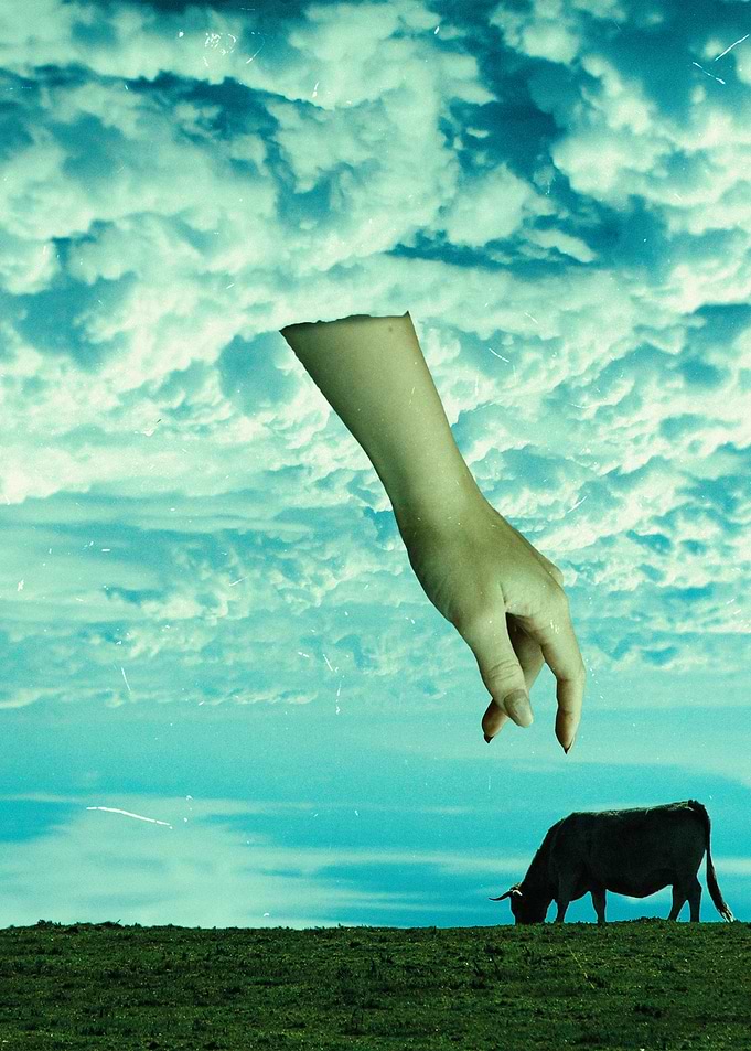 Surreal Hand Reaching for Cow