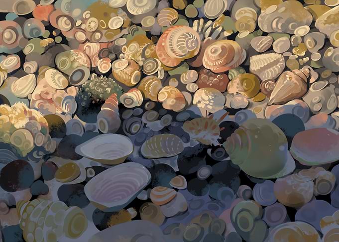 Seashells and Pebbles on the Beach