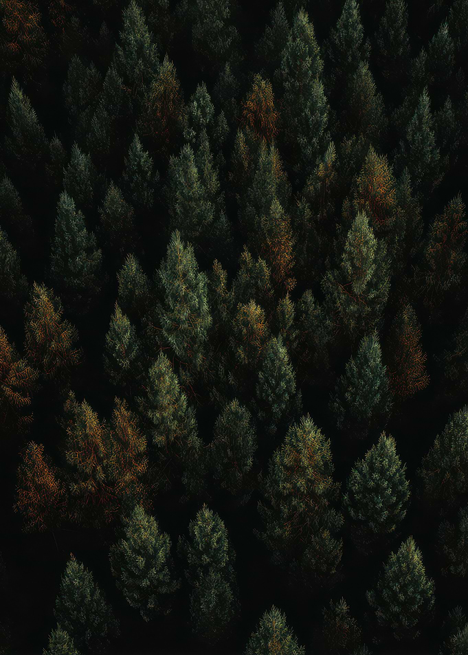 Aerial View of Dense Forest Canopy