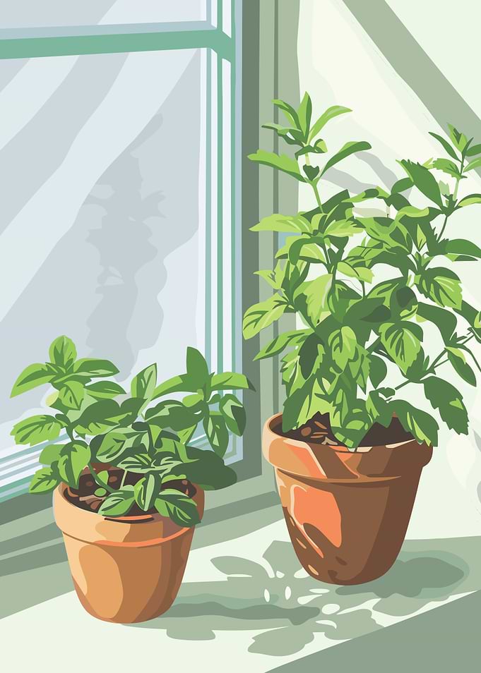 Potted Plants by the Window