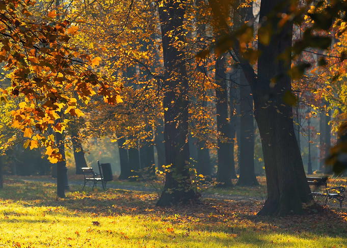 Autumn Park Scene with Golden Leaves, Poland
