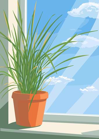 Potted Plant by Window Illustration