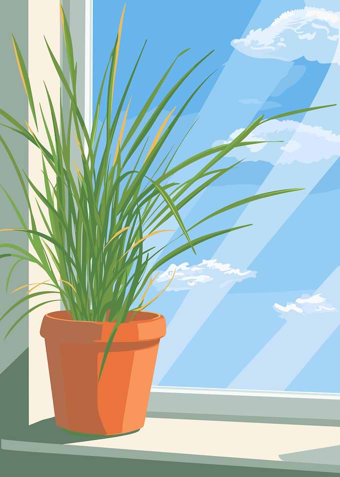 Potted Plant by Window Illustration