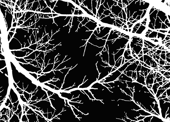 White Branches on Black Background