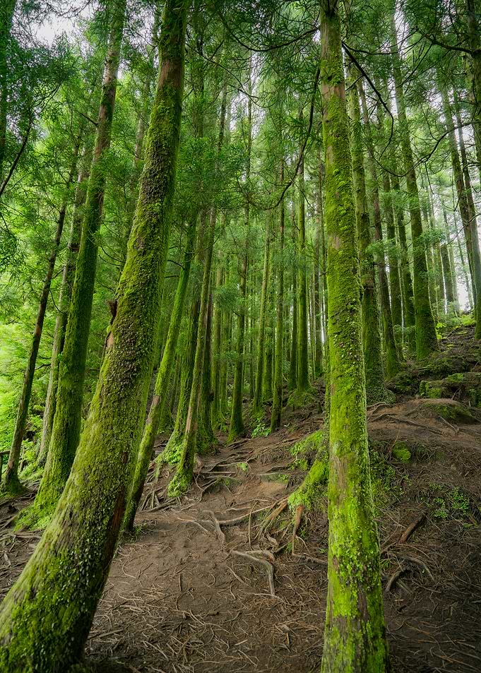 Lush Green Forest Trail